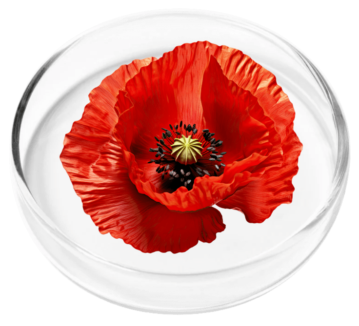 California Poppy Seed